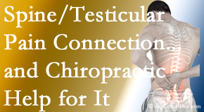 Dr. Le's Chiropractic & Wellness, L.L.C. explains recent research on the connection of testicular pain to the spine and how chiropractic care helps its relief.