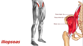 Auburn Back Pain and Iliopsoas Muscle Link