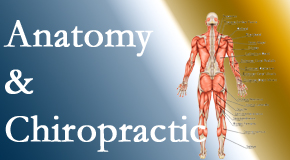 Dr. Le's Chiropractic & Wellness, L.L.C. proudly delivers chiropractic care based on knowledge of anatomy to diagnose and treat spine related pain.