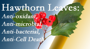 Dr. Le's Chiropractic & Wellness, L.L.C. presents new research regarding the flavonoids of the hawthorn tree leaves’ extract that are antioxidant, antibacterial, antimicrobial and anti-cell death. 