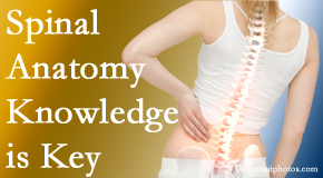 Dr. Le's Chiropractic & Wellness, L.L.C. understands spinal anatomy well – a benefit to everyday chiropractic practice!