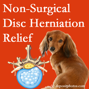 Often, the Auburn disc herniation treatment at Dr. Le's Chiropractic & Wellness, L.L.C. successfully reduces back pain for those with disc herniation. (Veterinarians treat dachshunds’ discs conservatively, too!) 