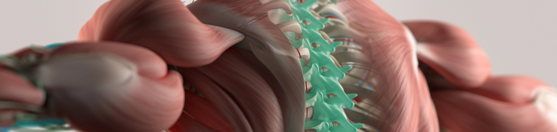 Auburn thoracic spine