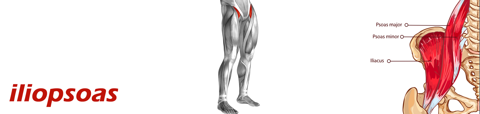 Auburn Back Pain and Iliopsoas Muscle Link