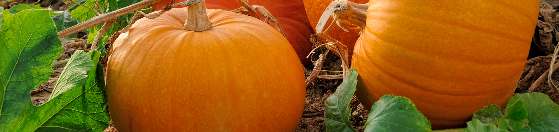 Auburn Pumpkin Leaves’ help for disc degeneration